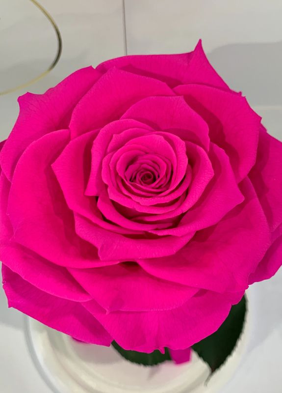 Ярко-розовая Фуксия роза в колбе - Premium 27 см на белой подставке LEROSH (278019970)