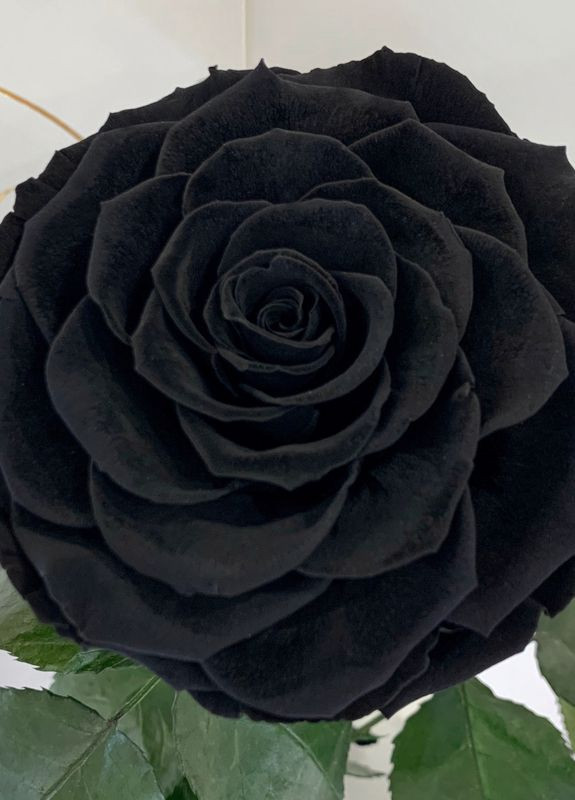 Чорна троянда в колбі - Lux 33 см LEROSH (278019989)