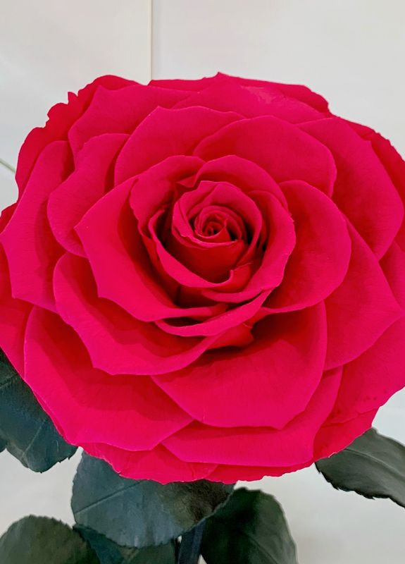 Малиновая роза в колбе - Lux 33 см LEROSH (278020018)