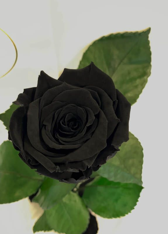 Чорна троянда в колбі - Classic 27 см LEROSH (278019992)