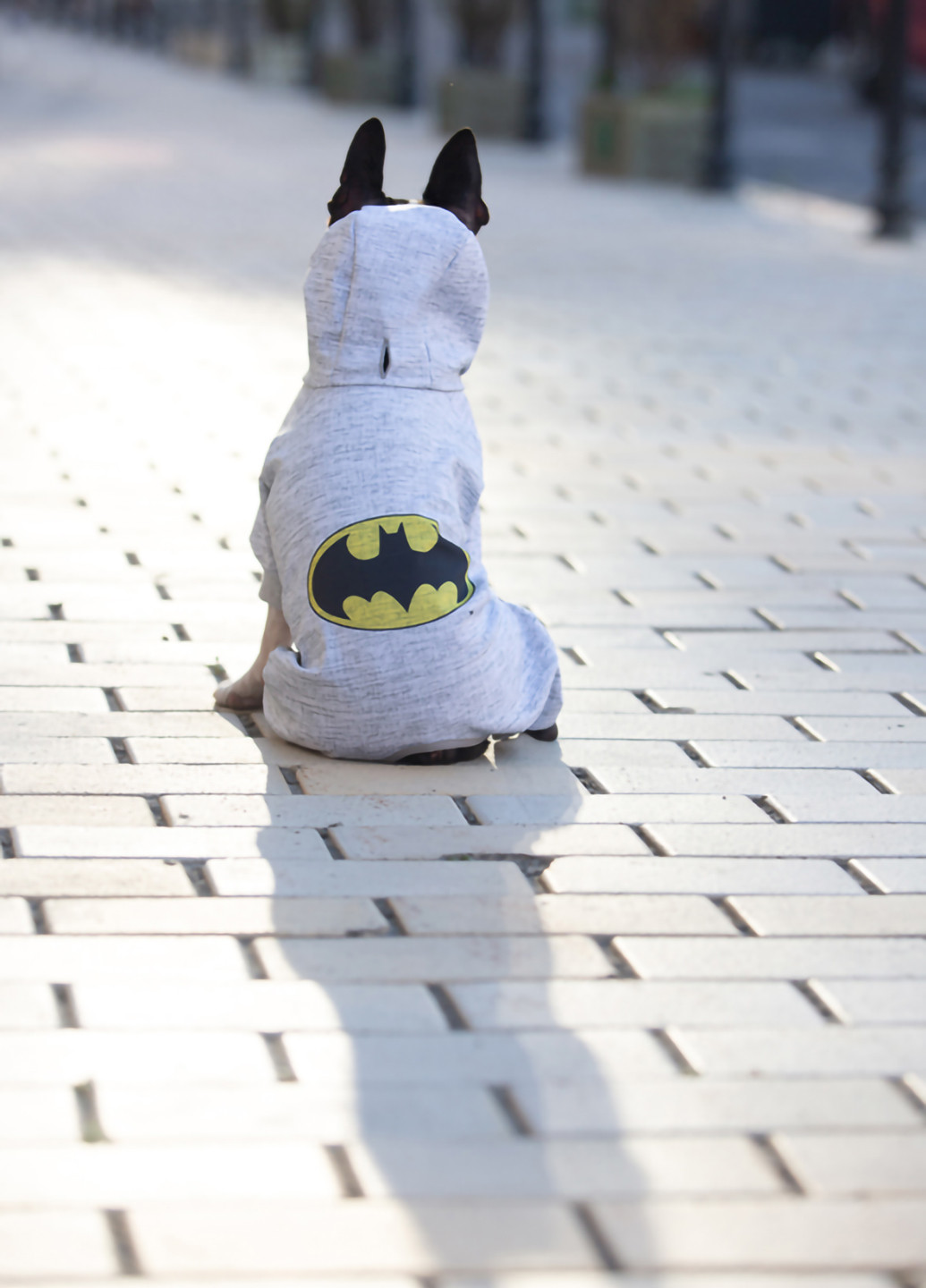 Комбінезон для собак малюнок "Бетмен лого" XS22 WAUDOG (257050265)