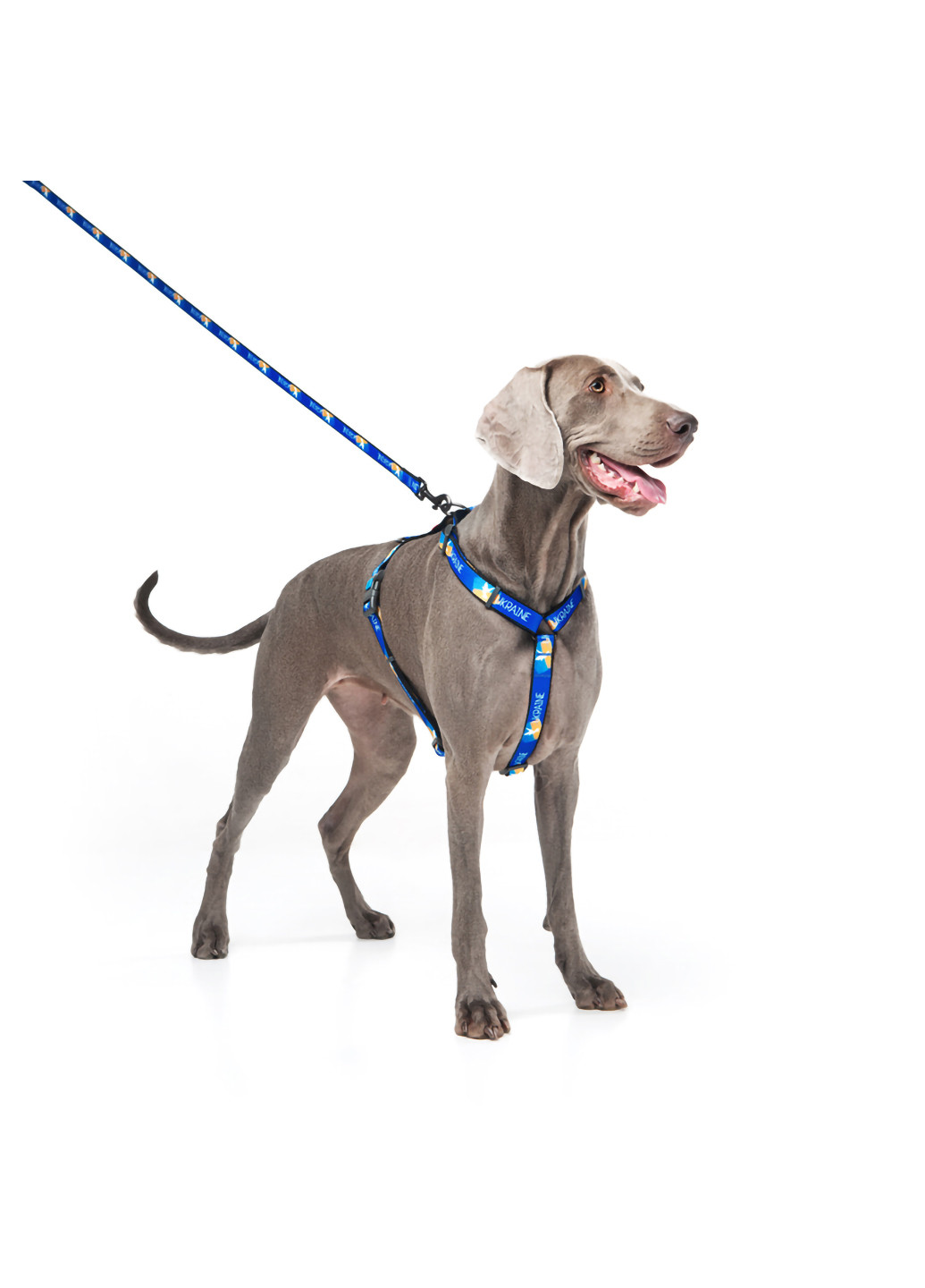 Шлея для собак анатомическая H-образная с QR-паспортом, рисунок "Флаг" L WAUDOG (257046223)