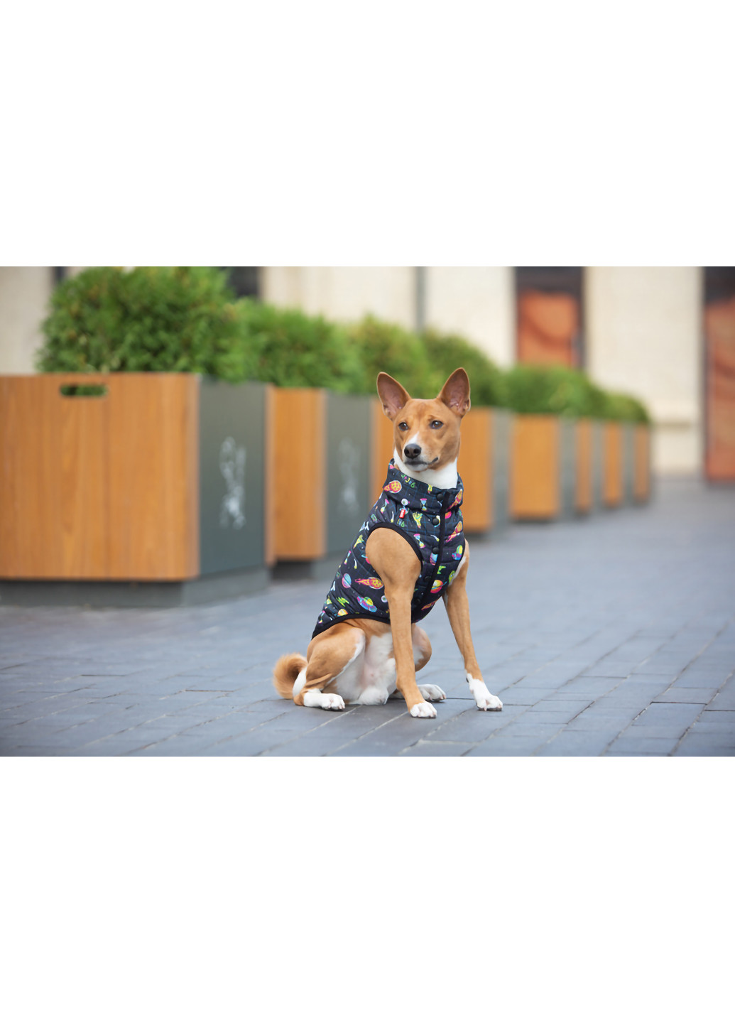 Курточка для собак малюнок "Рік та Морті 2" M47 WAUDOG (257084156)