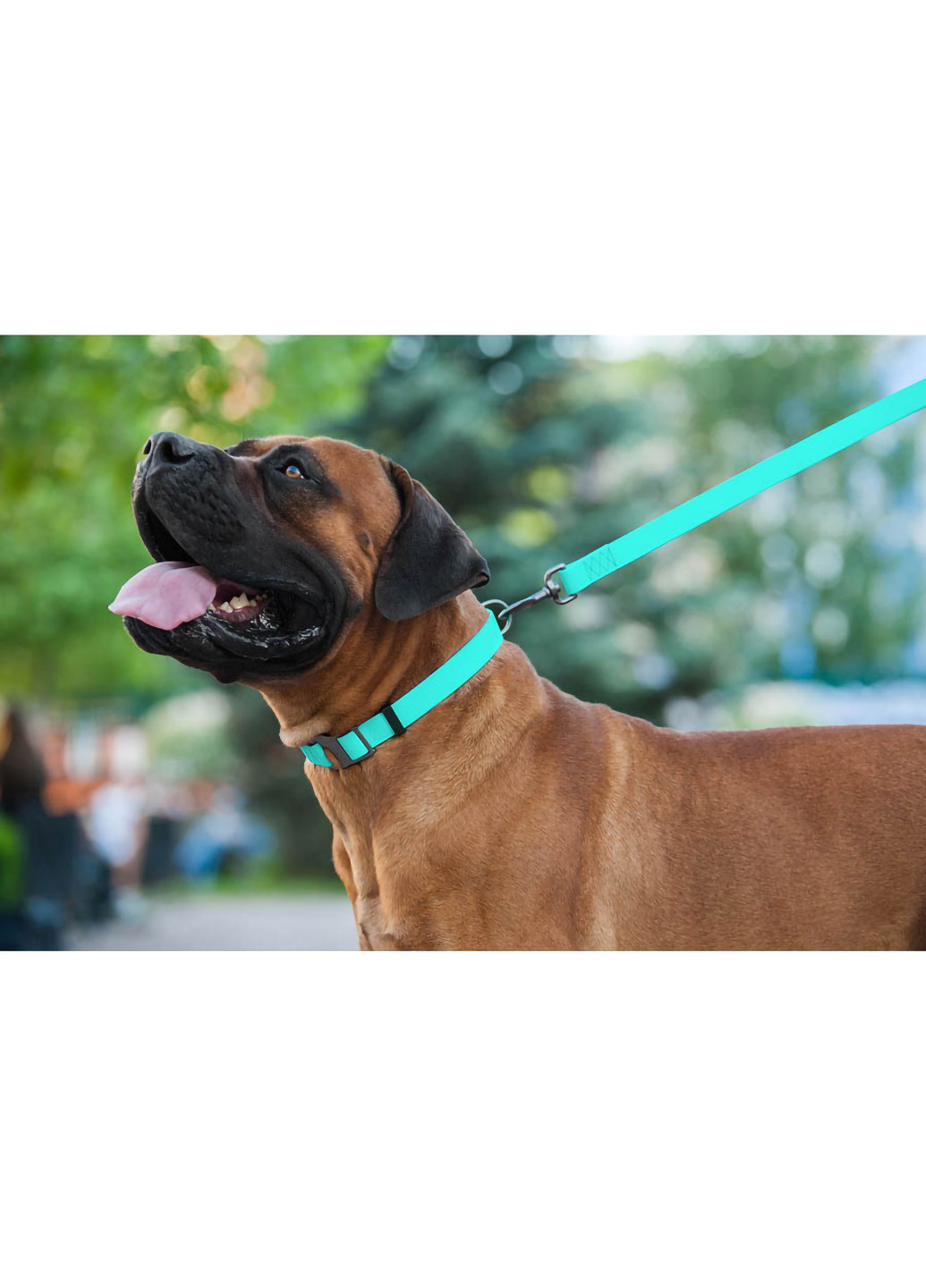 Повідець для собак водостійкий, що світиться 183х2,5 см WAUDOG (257084477)