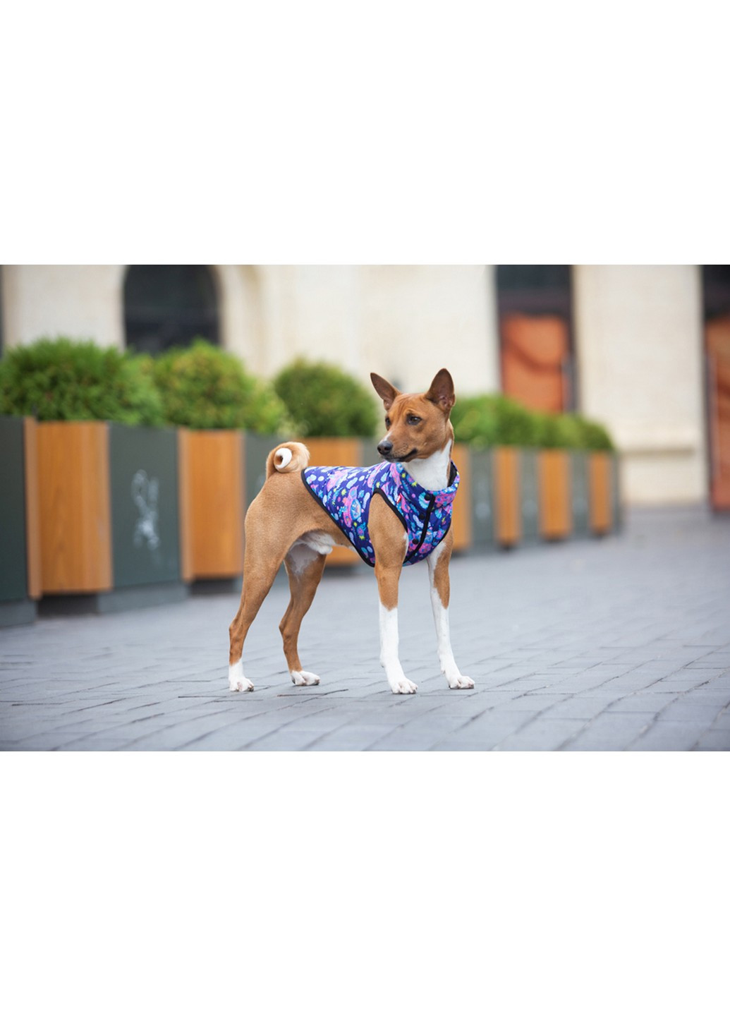 Куртка-ветровка для собак рисунок "Рик и Морти 1" L55 WAUDOG (257249252)