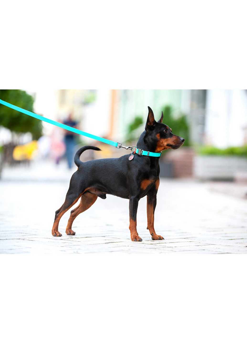 Стильний нашийник для собак водостійкий з QR-паспортом, що світиться M WAUDOG (257247190)