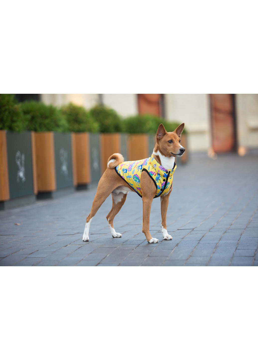 Куртка-ветровка для собак рисунок "Рик и Морти 3" L55 WAUDOG (257249311)