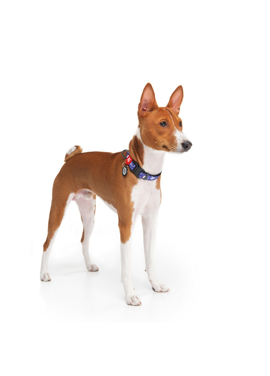 Стильний нашийник для собак нейлоновий c QR паспортом, малюнок "Рік та Морті 2" XL WAUDOG (257250785)