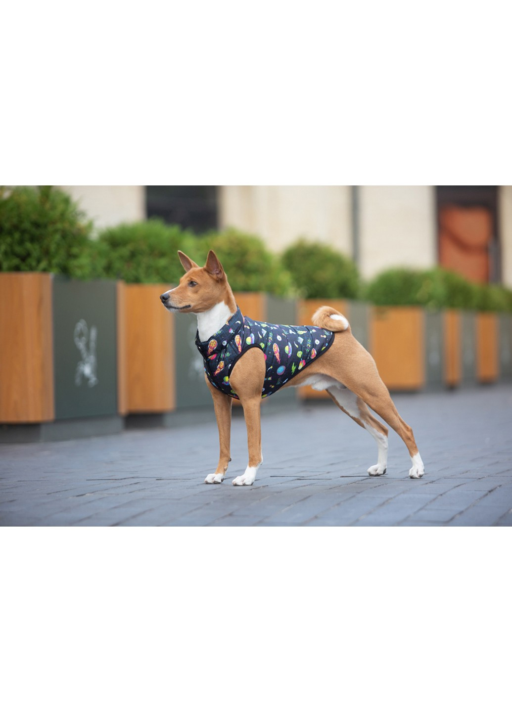 Куртка-ветровка для собак рисунок "Рик и Морти 2" M47 WAUDOG (257249609)