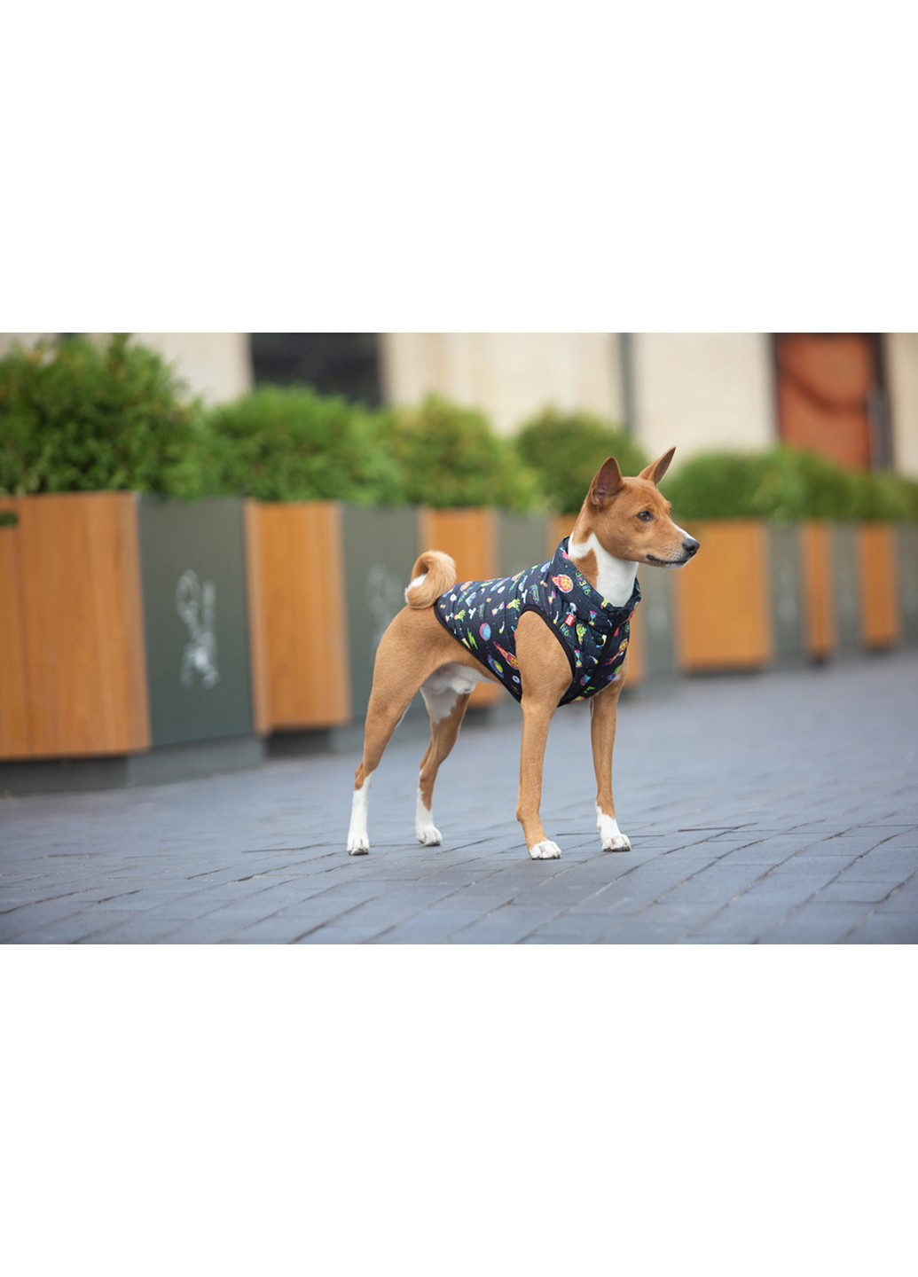 Куртка-ветровка для собак рисунок "Рик и Морти 2" M47 WAUDOG (257249609)