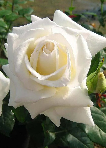 Троянда Karen Blixen (Карен Бликсен) 90-150 см Декоплант (257863569)