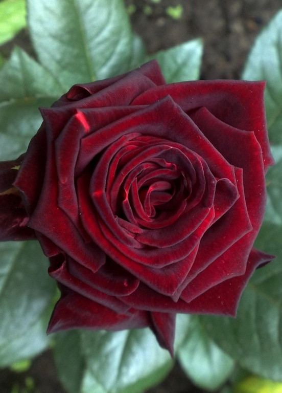 Троянда Black Baccara (Блек Баккара) 80-100 см Декоплант (257863577)