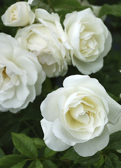 Роза Family White (Фемили Вайт) 200-400 см Декоплант (257863568)