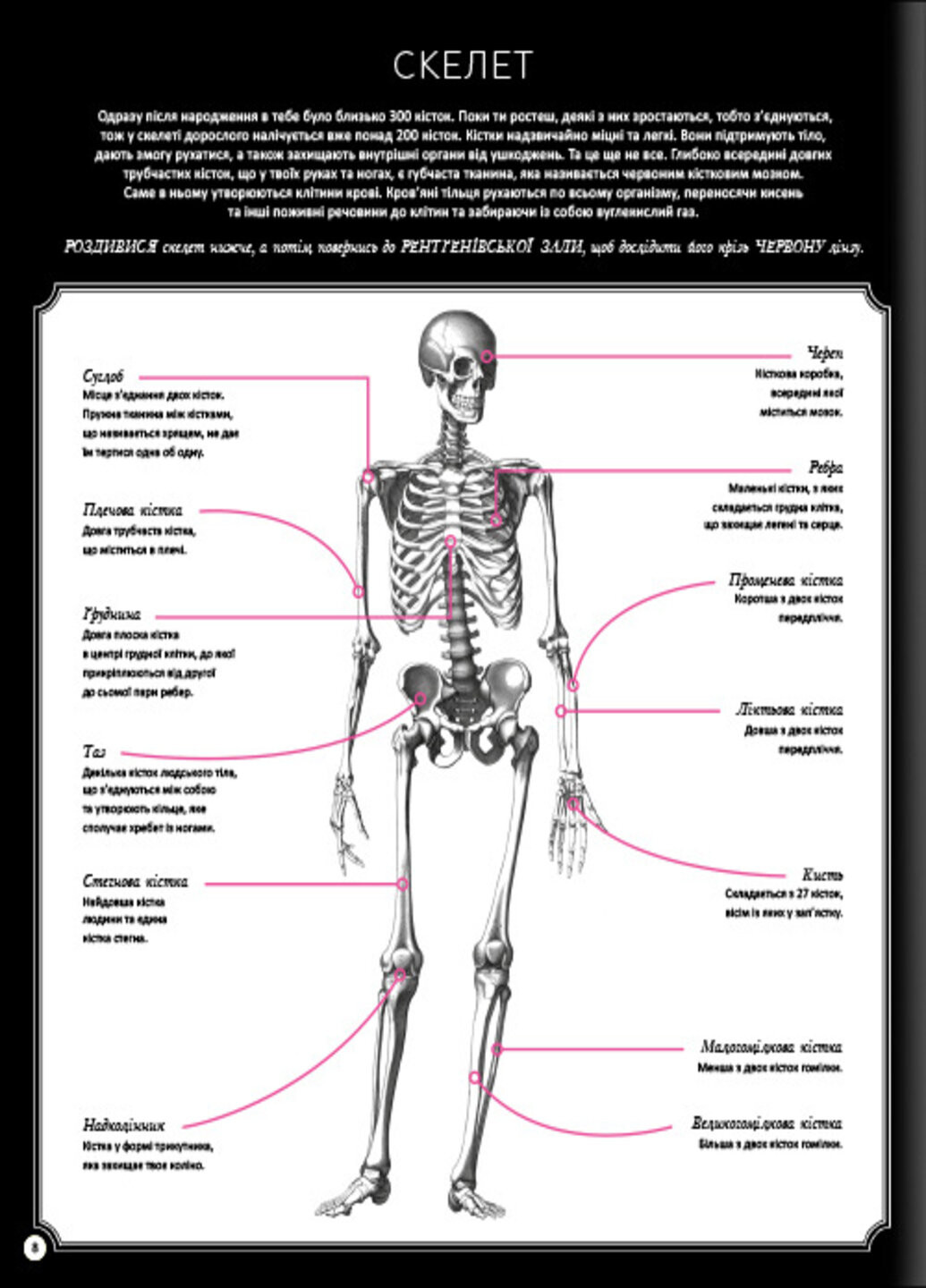 Прихований світ людського тіла - Кейт Дейвіс Книголав (257876425)