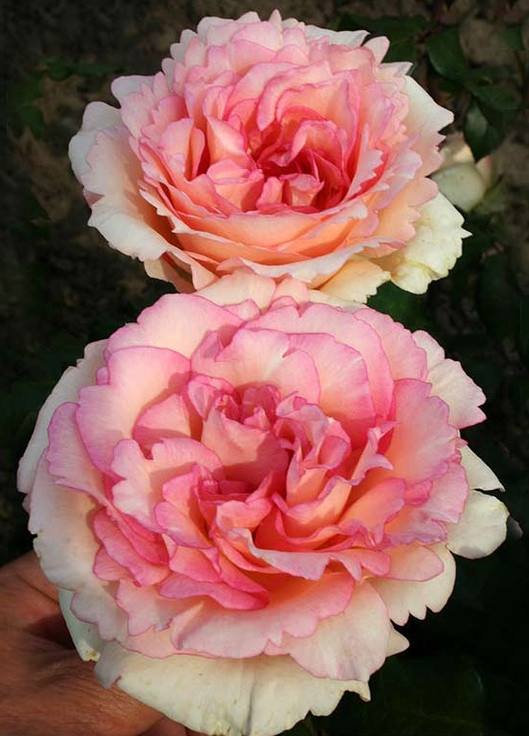 Троянда Souvenir de Baden-Baden (Сувенір де Баден-Баден) 70-100 см Декоплант (257962294)