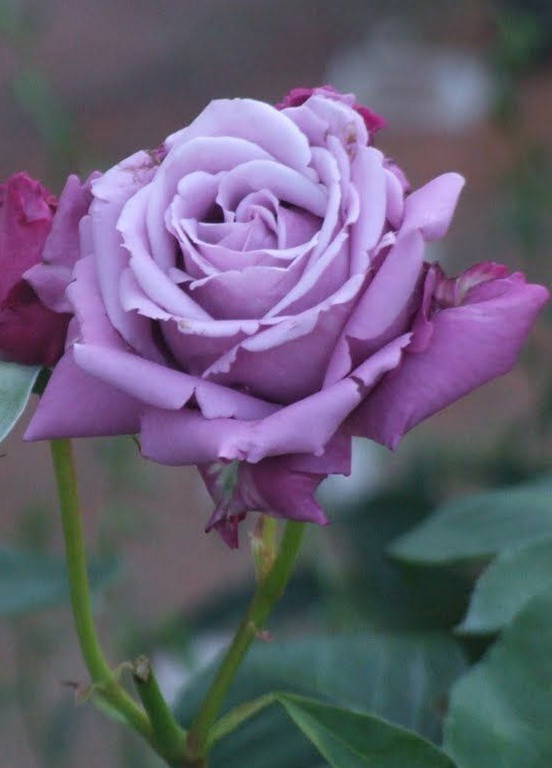 Троянда Violette Parfume Climbing (Віолет Парфум плетиста) 300-350 см Декоплант (257962321)