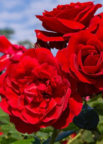 Троянда Nina Weibull (Ніна Вейбул) 70-80 см Декоплант (257962305)