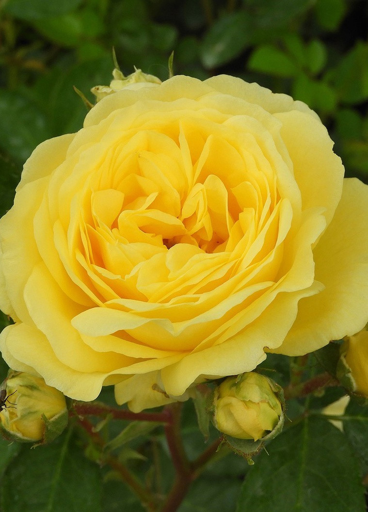 Троянда Yelloy Meilove (Єллоу Мейлав) 60-80 см Декоплант (257962290)