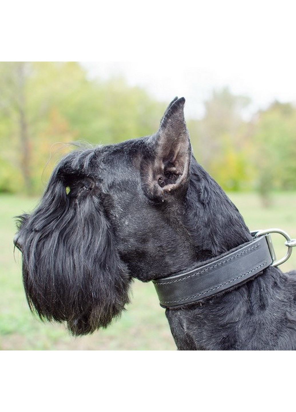 Ошейник с войлочной подкладкой M(30-44 см) Lockdog (259092050)