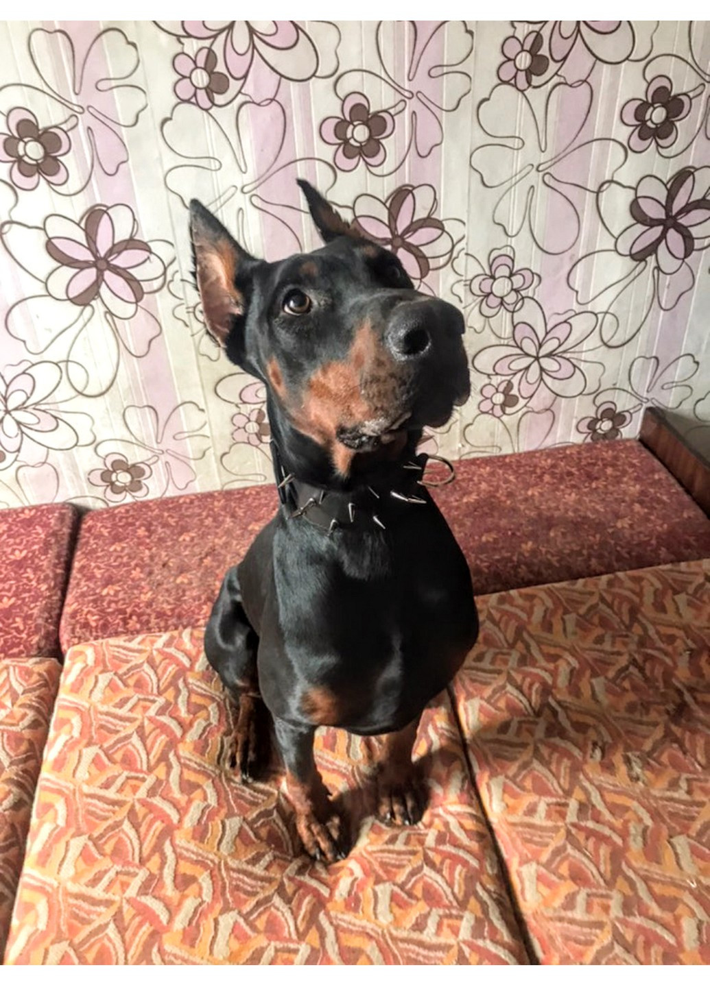 Кожаный ошейник S(16-29 см) Lockdog (259093075)