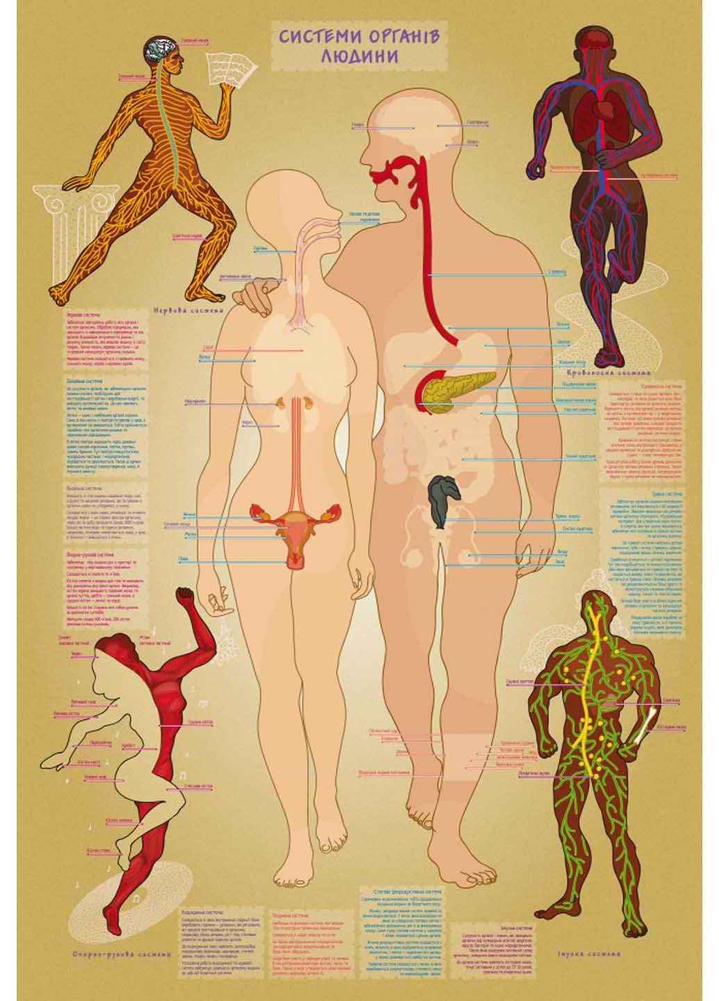 Гра навчальна з багаторазовими наклейками "Тіло людини" УМНЯШКА (260268922)