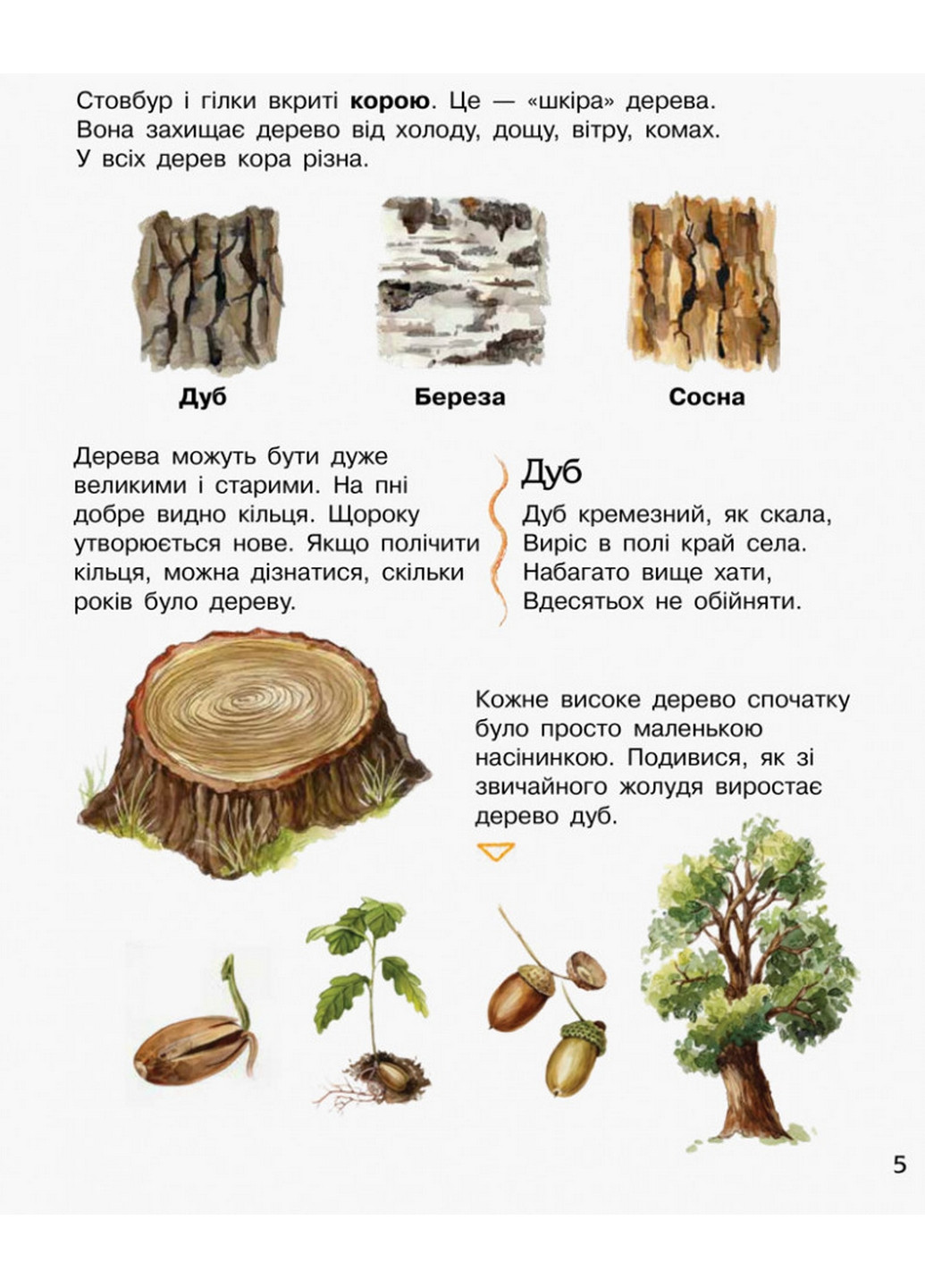 Дитяча енциклопедія про ліс 24х19,9х0,2 см Ranok Creative (260512528)