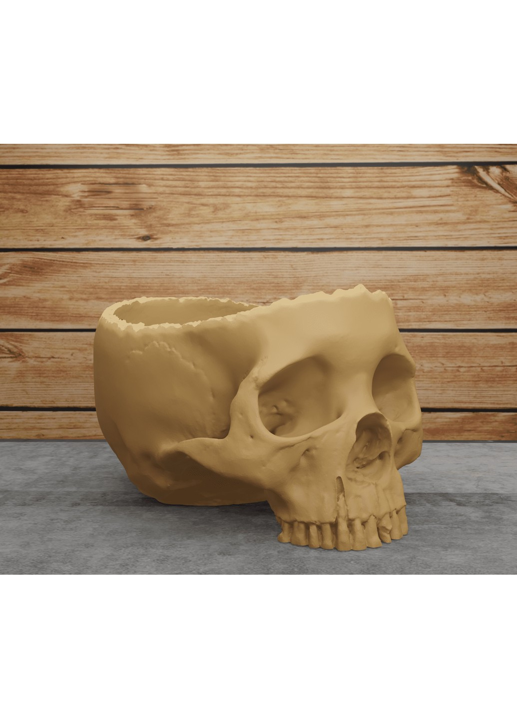 Відкритий череп. ЗаСвіт (266425266)