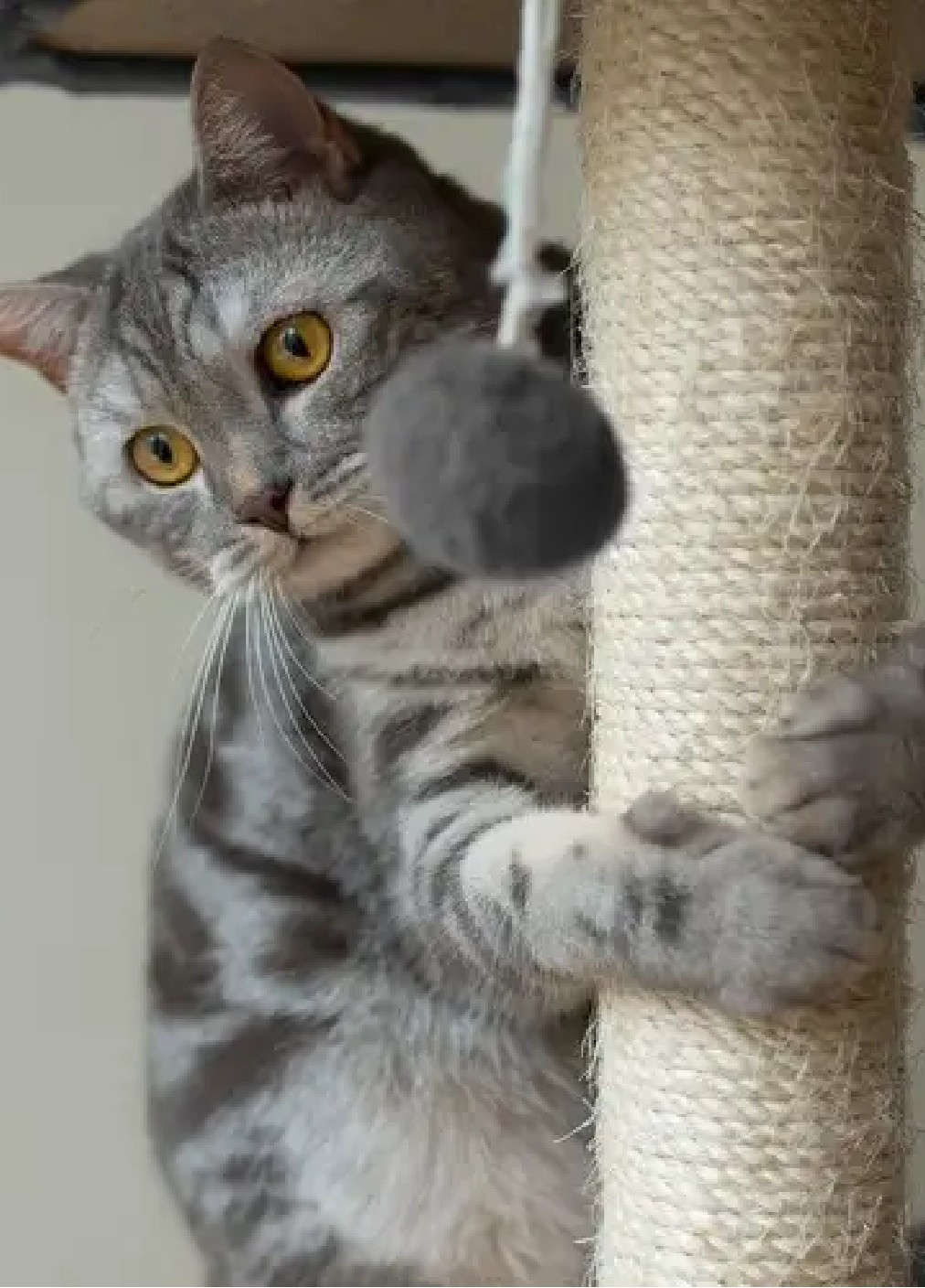 Домик кошачье дерево когтеточка дряпалка для кошек с игровыми элементами 4 уровня 71х44х34 см (476008-Prob) Серый Unbranded (275456649)
