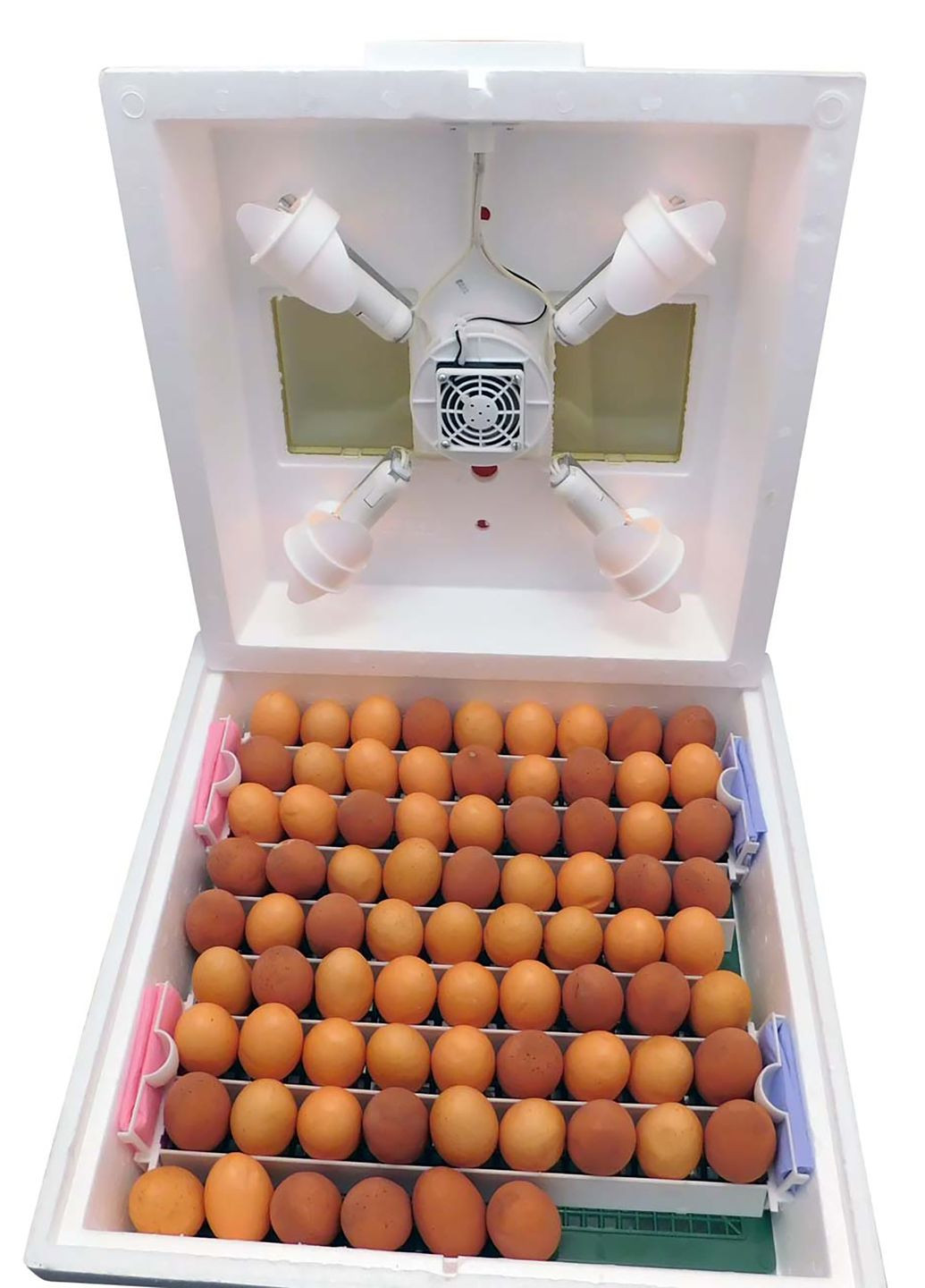 Электронный Цифровой Инкубатор МИ-30-1Э на 80 яиц с перекатом яиц (ламповый) Квочка (277925409)