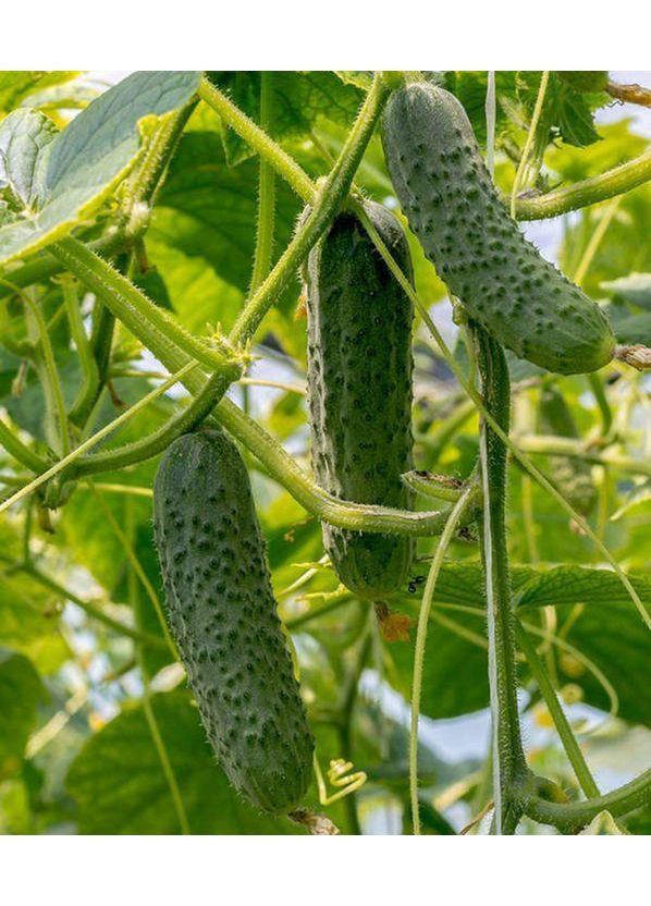 Огурец Засолочный-65 1 г. GL Seeds (364654615)