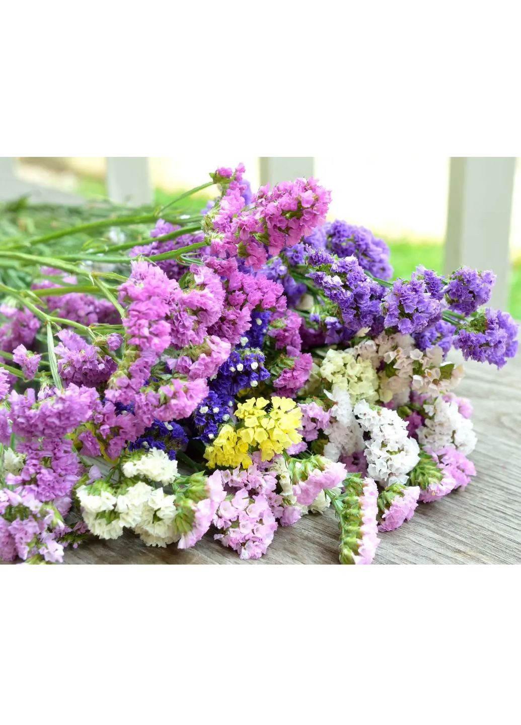 Насіння квіти Статиця Пасіфік суміш 0.2г No Brand (364316354)