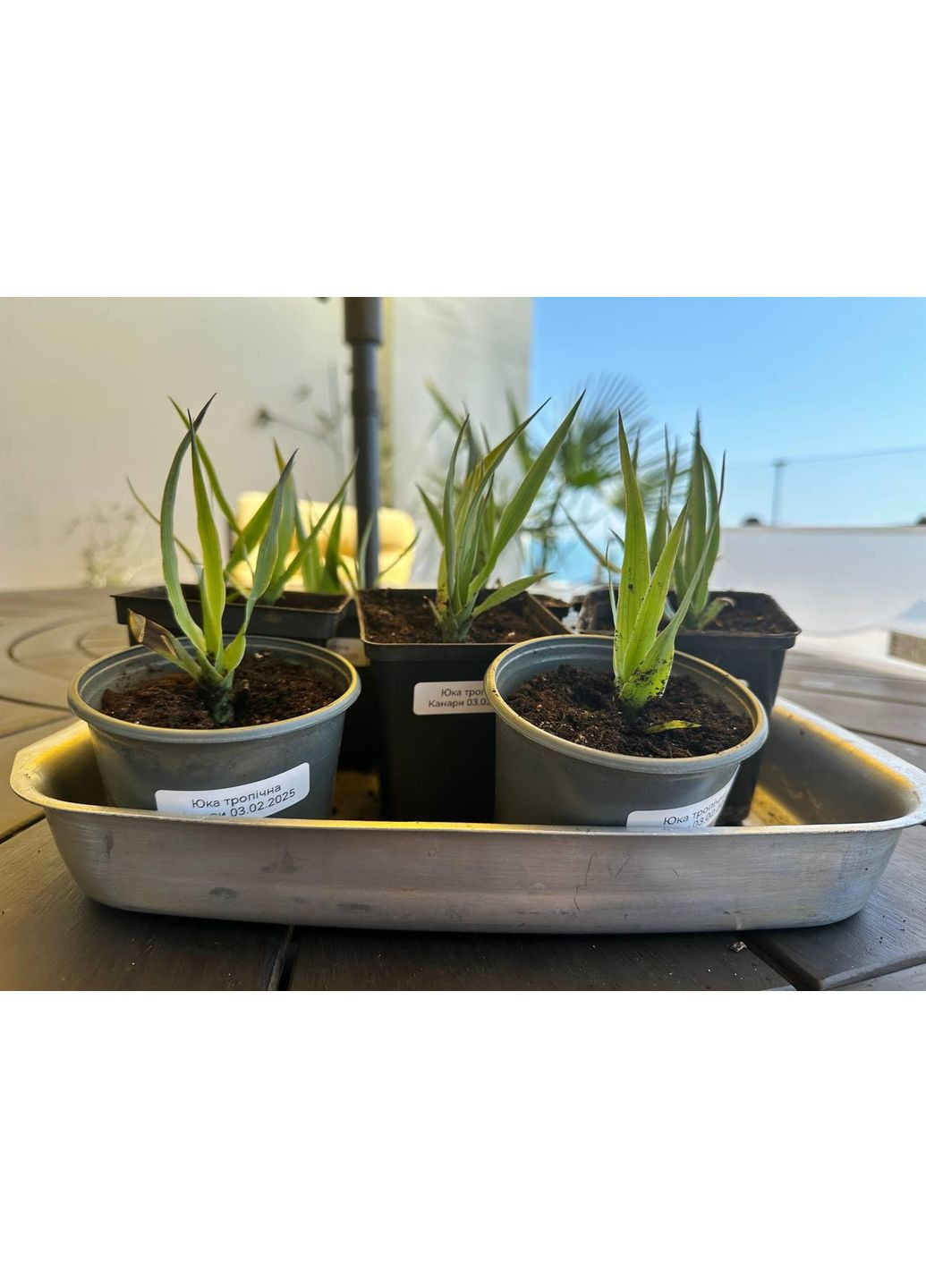 Ростки тропические Юкки длиной 10 см No Brand (352769065)