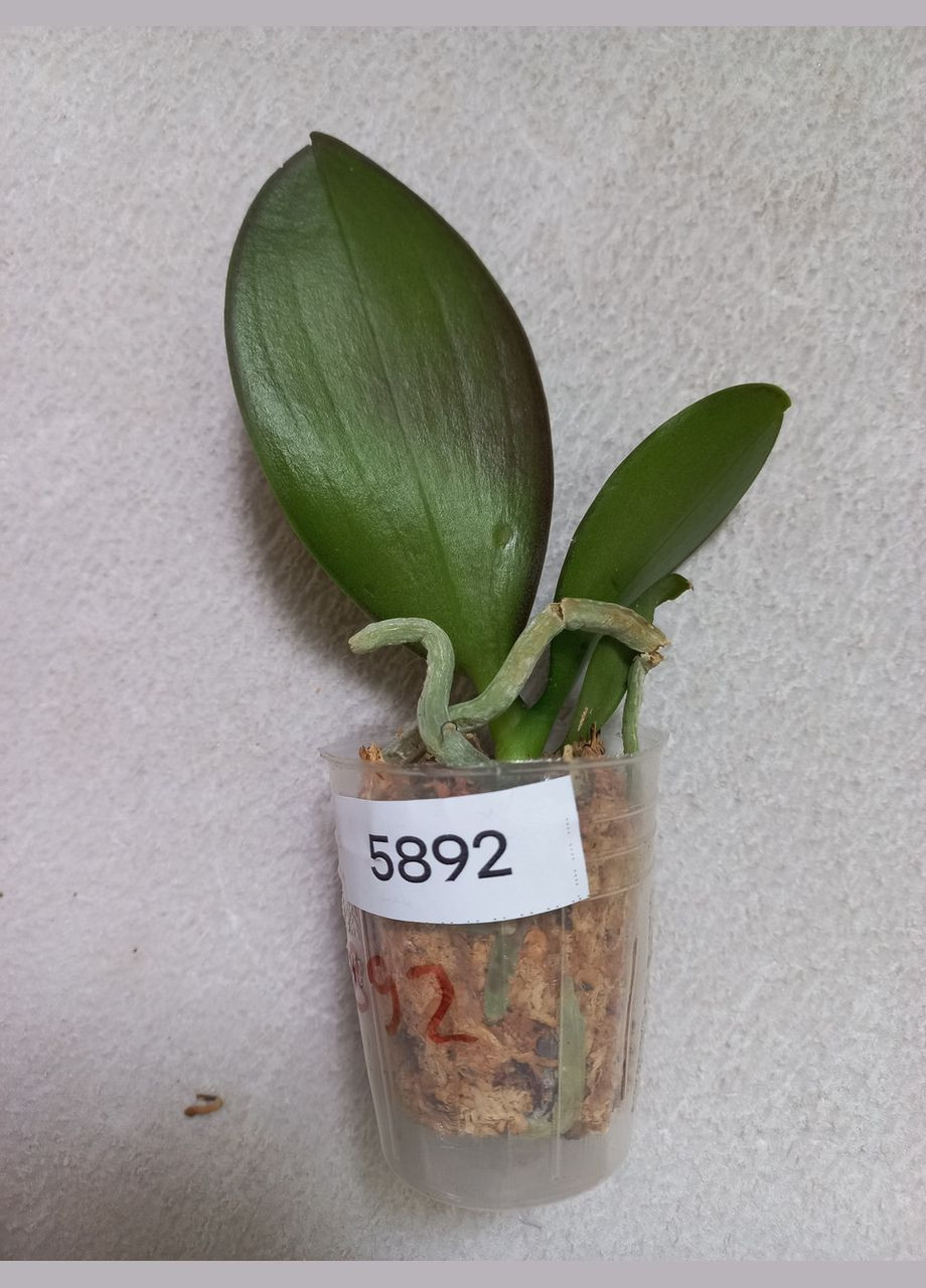 Орхидея Phal 5892 Ever Spring King × OX Black, цветы 8 см, 1.7 (мох) ODA (315635017)