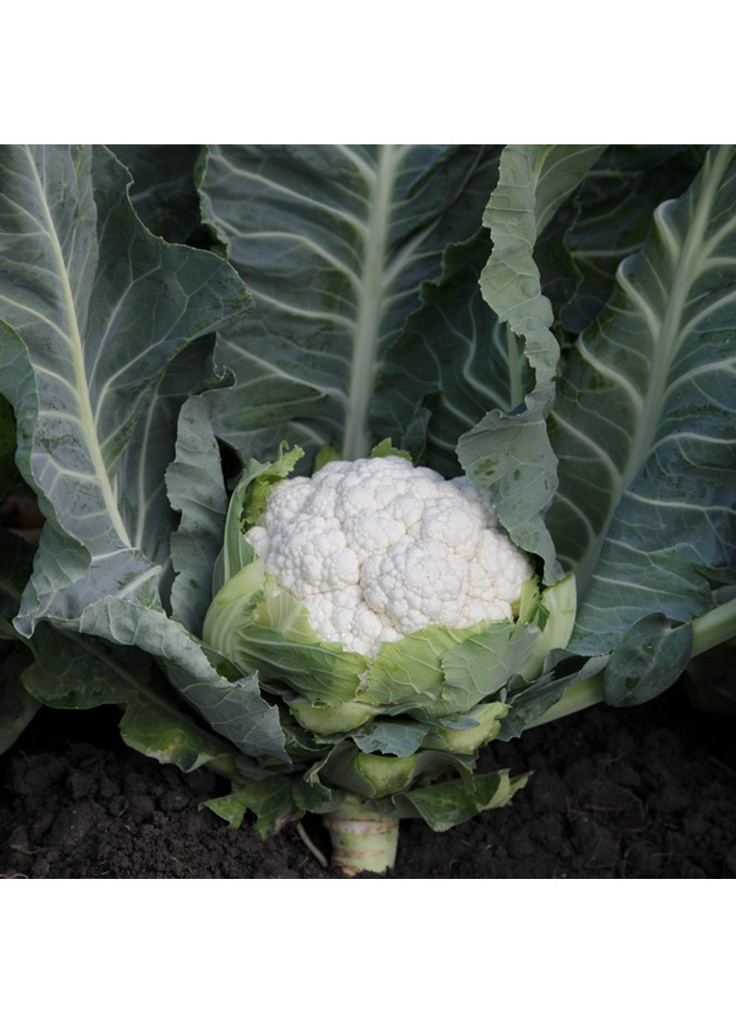 Насіння капусти цвітна Солістар F1 Syngenta (331900696)