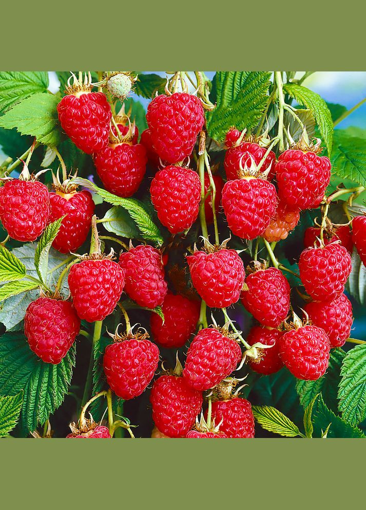 Саженцы малинового дерева Красота - 1-летний Садовий-Розмай (301220338)