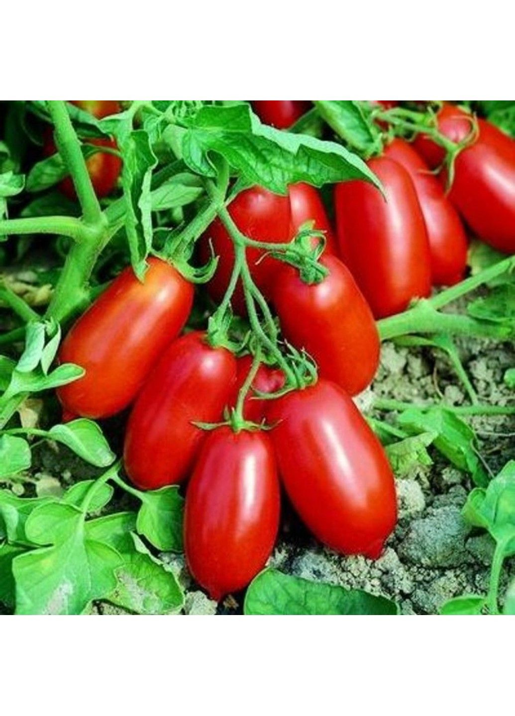 Насіння томата Уліссе F1 Syngenta (331900702)