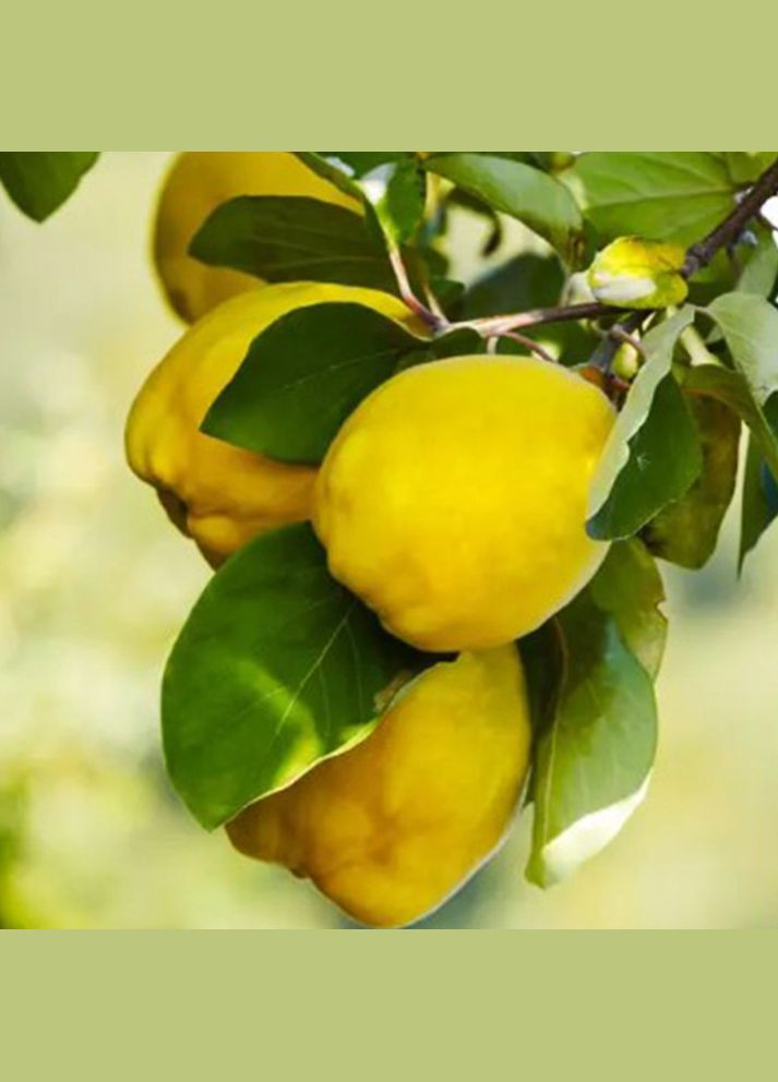 Саженцы айвы Студентка - 1-летний Садовий-Розмай (301220835)