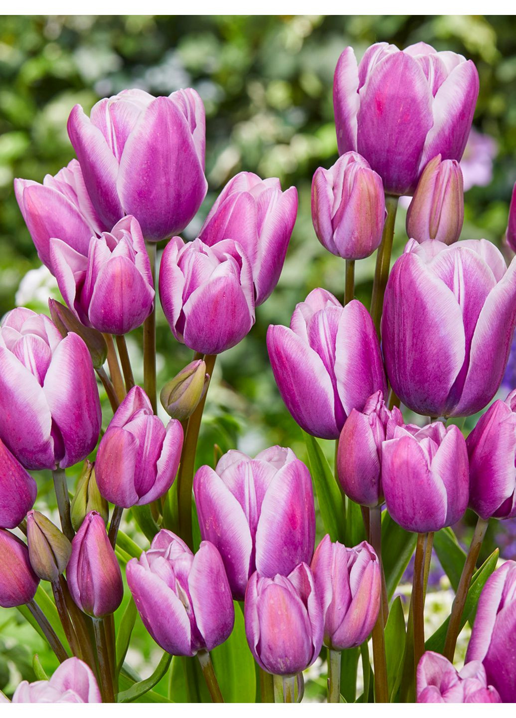 Тюльпан Purple Elegance (2 шт. в упаковці) No Brand (364535500)