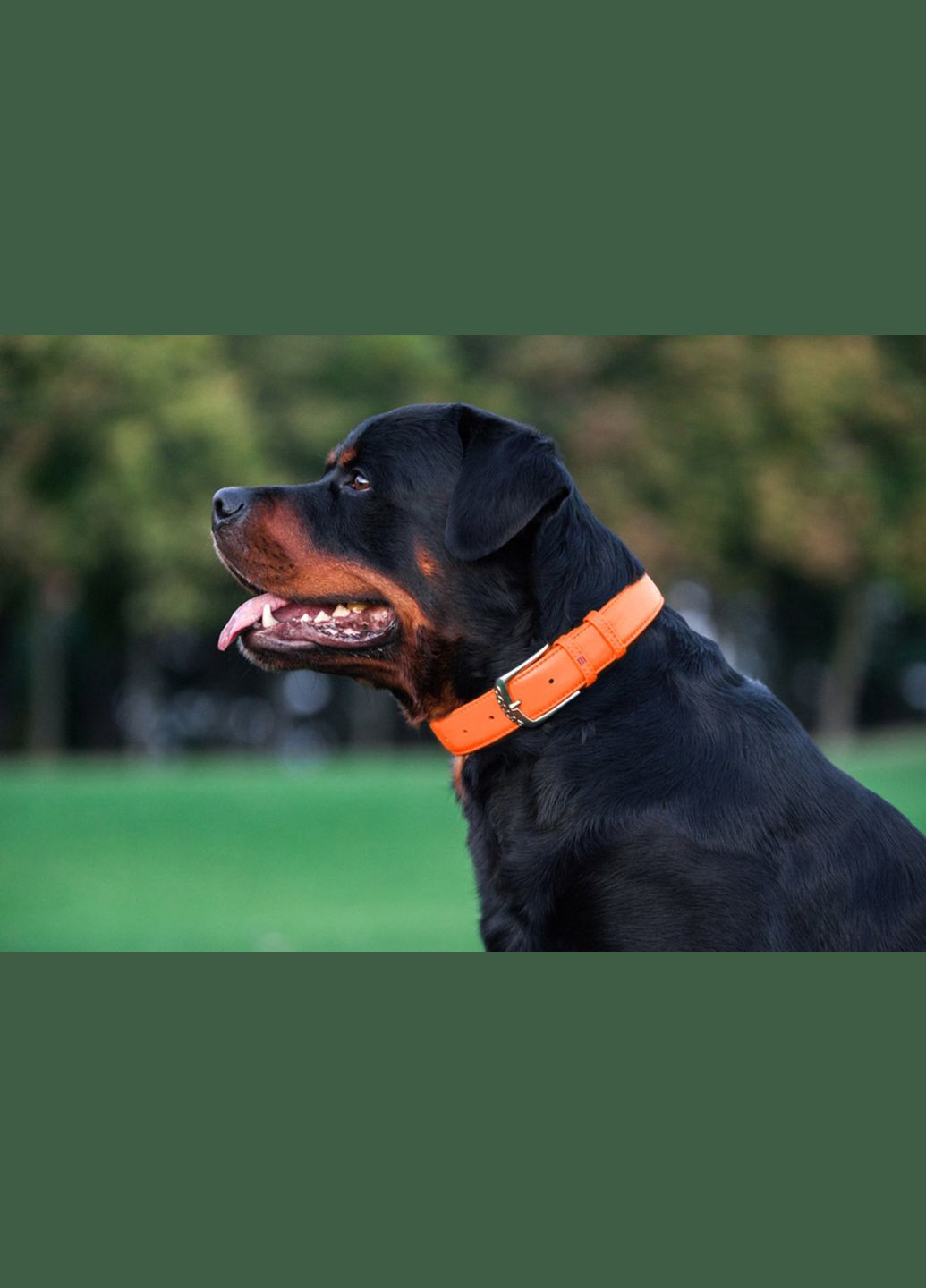 Нашийник для собак шкіряний Glamour без прикрас Ш 25 мм Д 38-49 см Жовтогарячий WAUDOG (279569783)