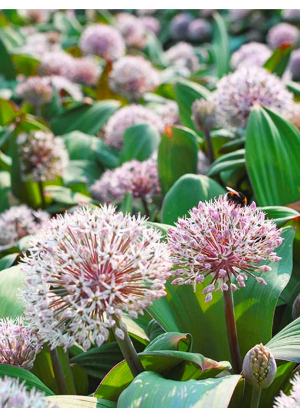 Аллиум Karataviense (2 шт.) в упаковке) No Brand (364535809)