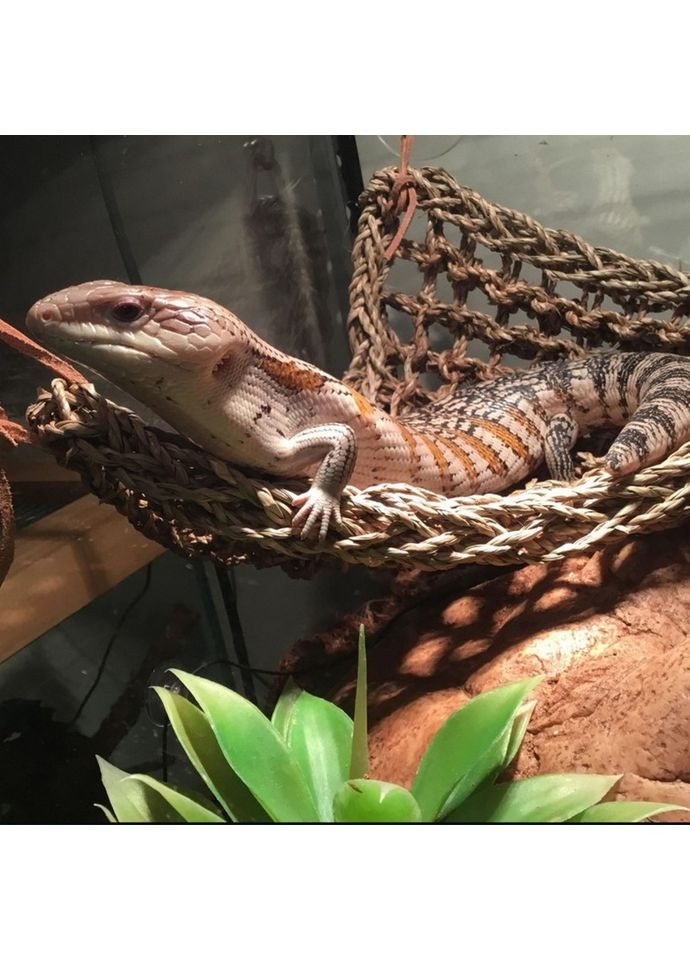 Гамак для тераріуму Hammock M DC09P 30x20x20см Repti-Zoo (363452901)