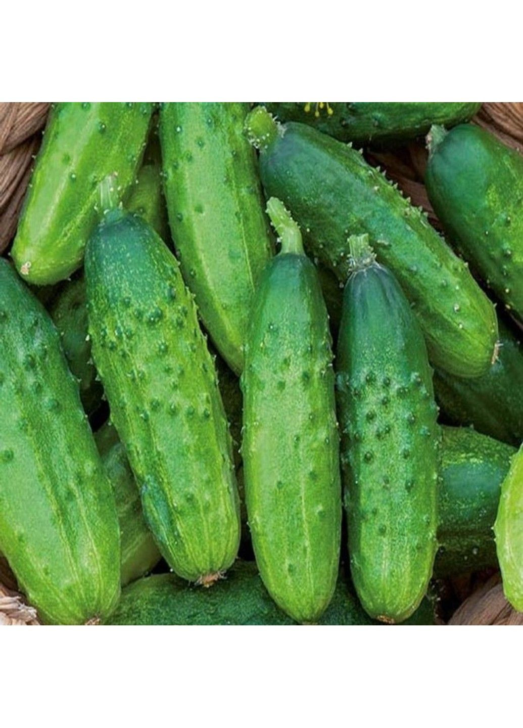 Семена огурца Анулька F1 Legutko (332809028)