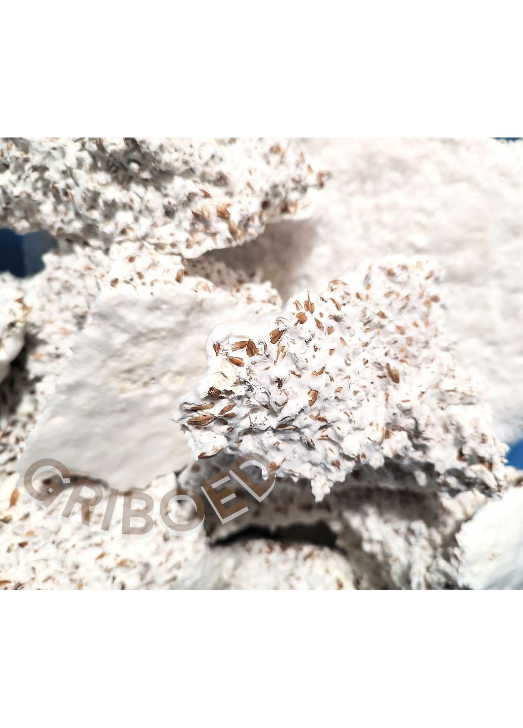 Їжовик гребінчастий "ЗОЛОТА ЛІНІЯ" - 100 грам. МАКСИМАЛЬНИЙ ЕФЕКТ! Висушений та перемелений. GRIBOED Їжовик у порошку (371764004)