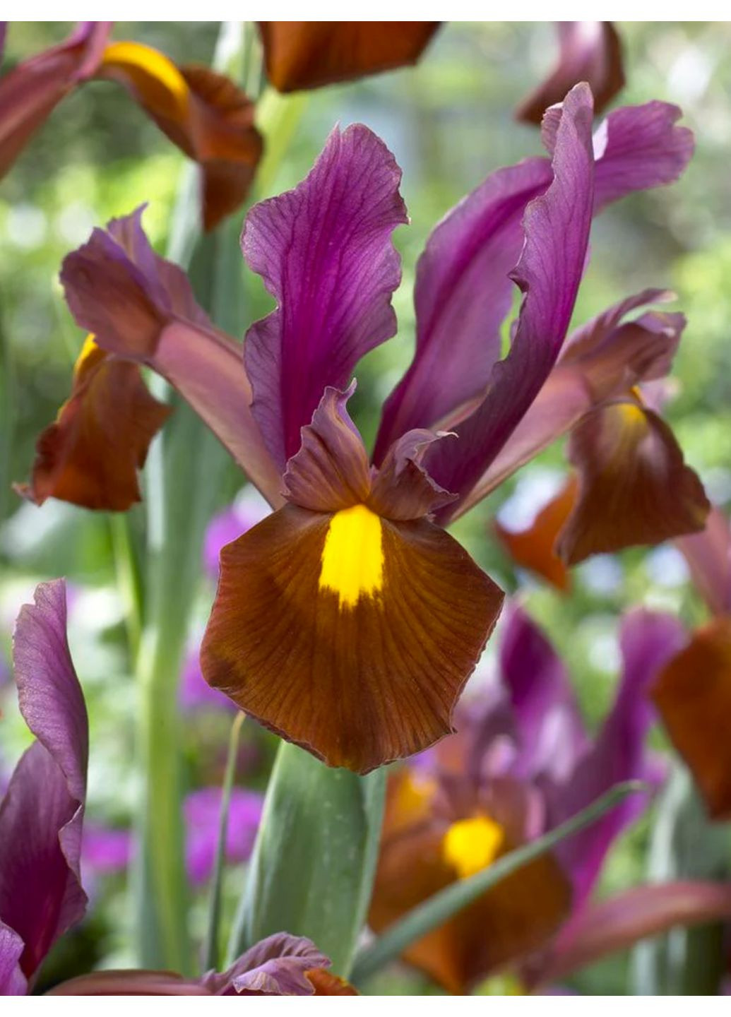 Ірис Hollandica Red Ember (5 шт. в упаковці) No Brand (364535474)