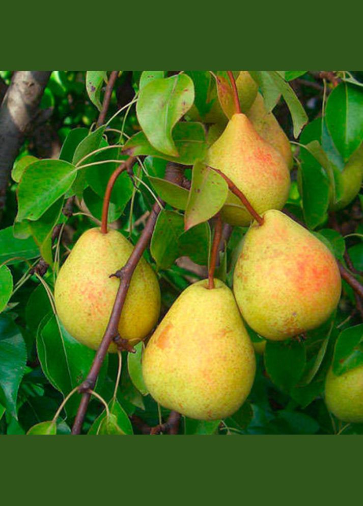 Саженцы груши Сокровище - 1-летний Садовий-Розмай (301221007)