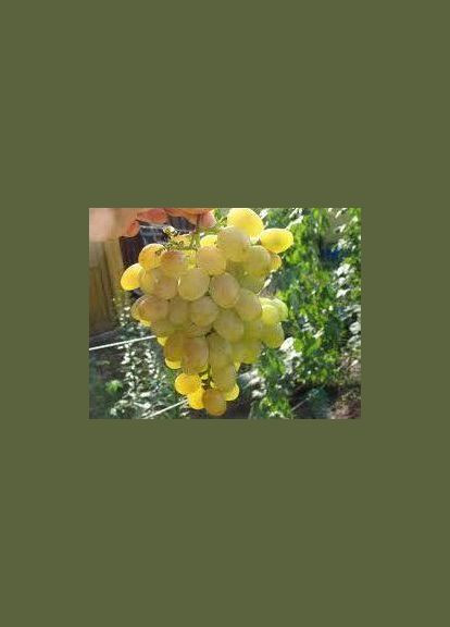 Виноград "Прим" No Brand (322784641)