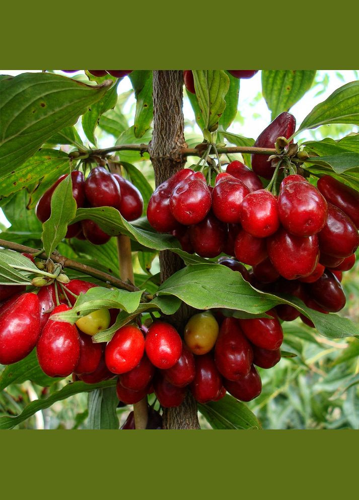 Саженцы кизила Лукьяновский - 1-летний Садовий-Розмай (301220035)