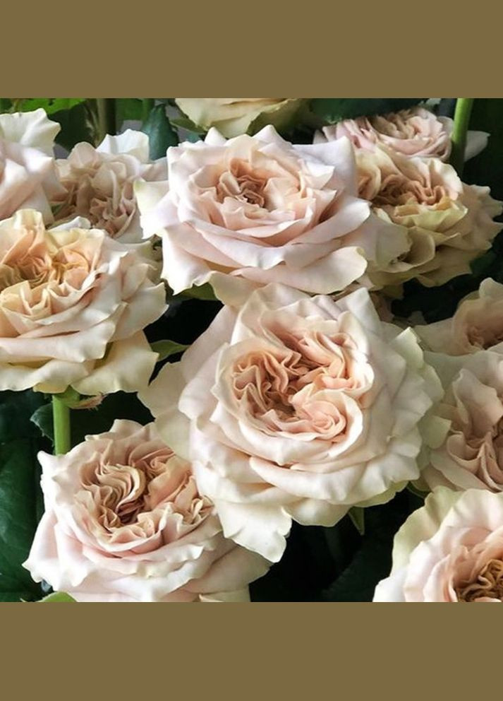 Саджанці чайно-гібридних троянд Вестмінстер Еббі Садовий-Розмай (301220196)