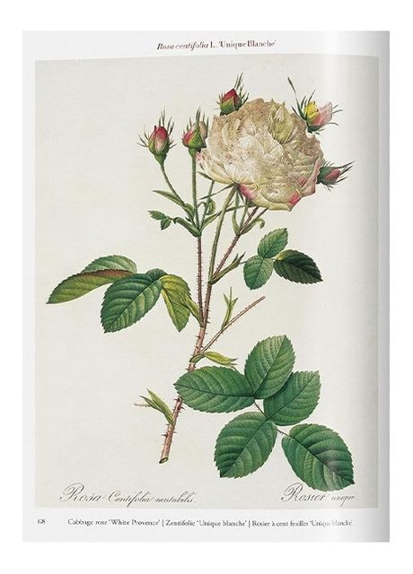 Книга Redout. Roses (9783836595711) Taschen (364654139)