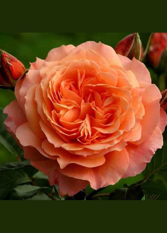 Саджанці англійських піоноподібних троянд Ред Оранж Садовий-Розмай (301220067)